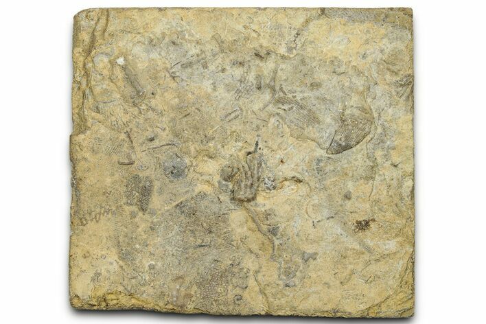 Mississippian Fossil Crinoid - Anna, Illinois #327283
